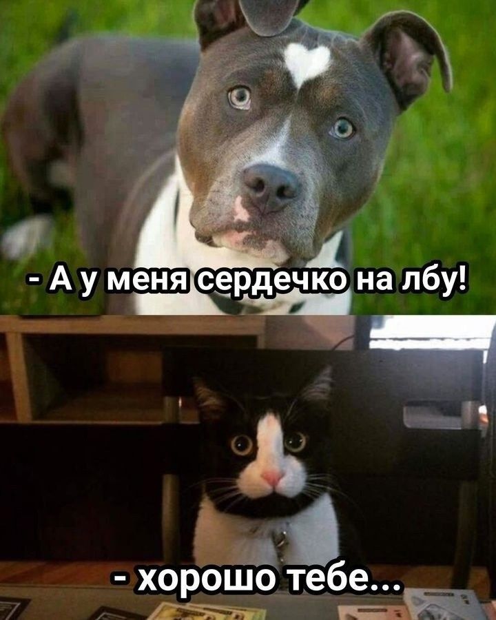 А у меня сердечко на лбу!
- хорошо тебе...