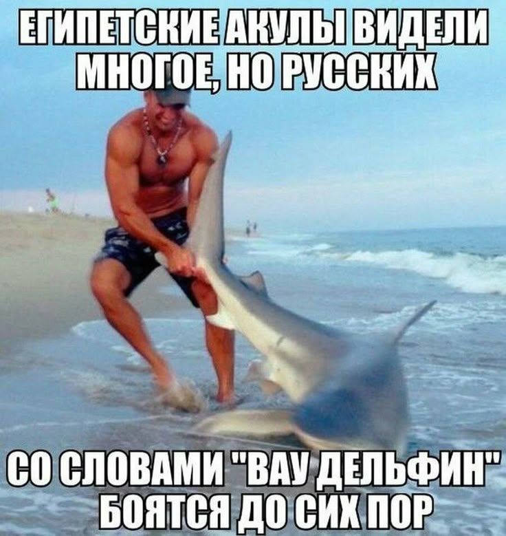 ЕГИПЕТСКИЕ АКУЛЫ ВИДЕЛИ МНОГОЕ, НО РУССКИХ СО СЛОВАМИ 'ВАУ ДЕЛЬФИН' БОЯТСЯ ДО СИХ ПОР