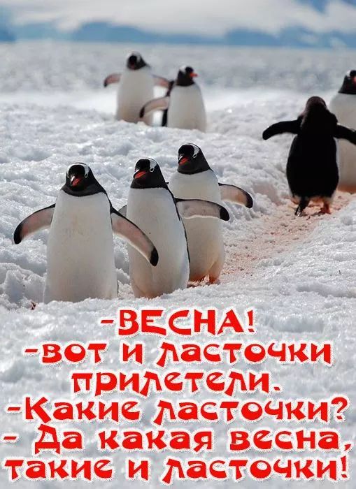 - ВЕСНА!
- Вот и ласточки прилетели.
- Какие ласточки?
- Да какая весна, такие и ласточки!
