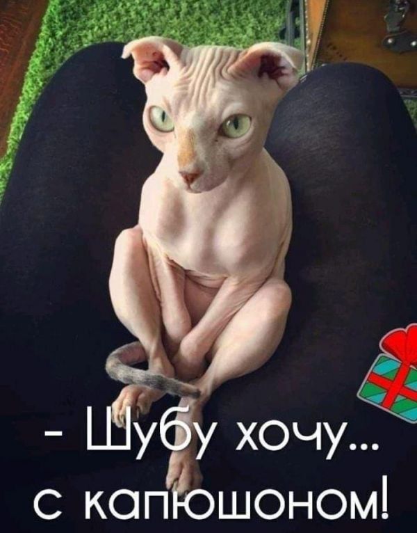 Шубу хочу... с капюшоном!