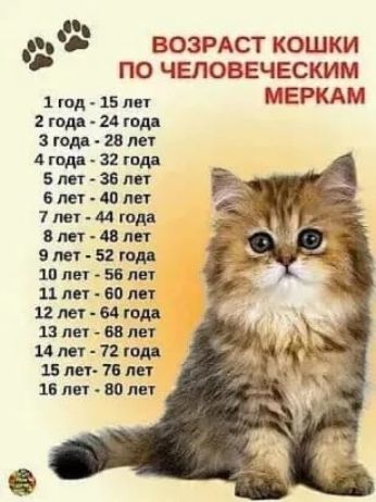 ВОЗРАСТ КОШКИ ПО ЧЕЛОВЕЧЕСКИМ 1 юд 15 МЕРКАМ атм итд 3 годя иле дтдпЗгтдч Блит залп влет шлет 1пвт М гом Оттпп мт 52 года ни пет 561 или вал пмт Мгвдд 13 всі балет Млет 120 пмж пт 18 пн Фолс
