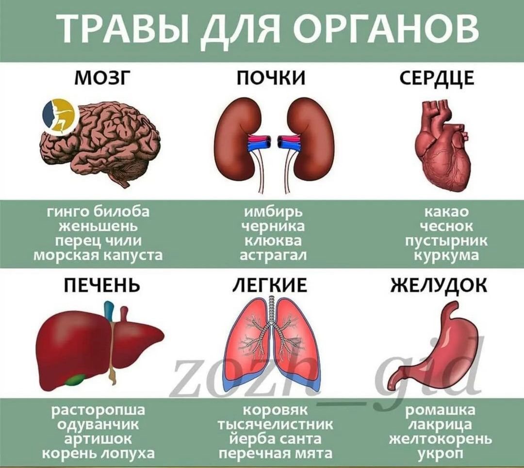 ТРАВЫ ДЛЯ ОРГАНОВ СЕРДЦЕ гинго билоба женьшень перец чили морская капуста имбирь черника клюква астрагал какао чеснок пустырник ПЕЧЕНЬ ЛЕГКИЕ в расторопша ромашка одуванчик тысячелистник ЖЕЛУДОК коровяк артишок корень лопуха лакрица желтокорень укрог йерба санта перёчная мята