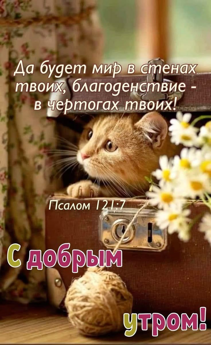 Да будет мир в стенах твоих, благоустройство - в чертогах твоих! Псалом 12:7 С добрым утром!
