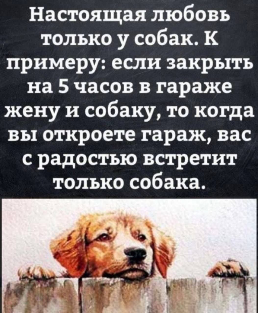 Настоящая любовь только у собак. К примеру: если закрыть на 5 часов в гараже жену и собаку, то когда вы откроете гараж, вас с радостью встретит только собака.