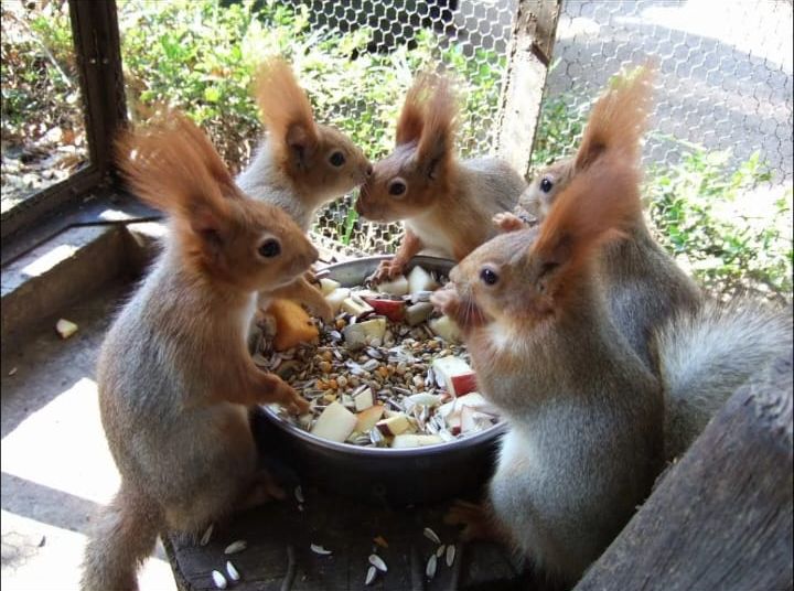 Несколько белок вокруг миски с едой