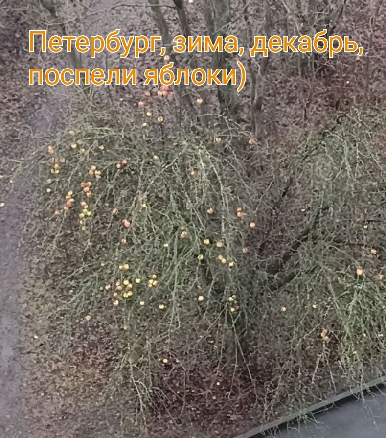 Петербург, зима, декабрь, поспели яблоки)