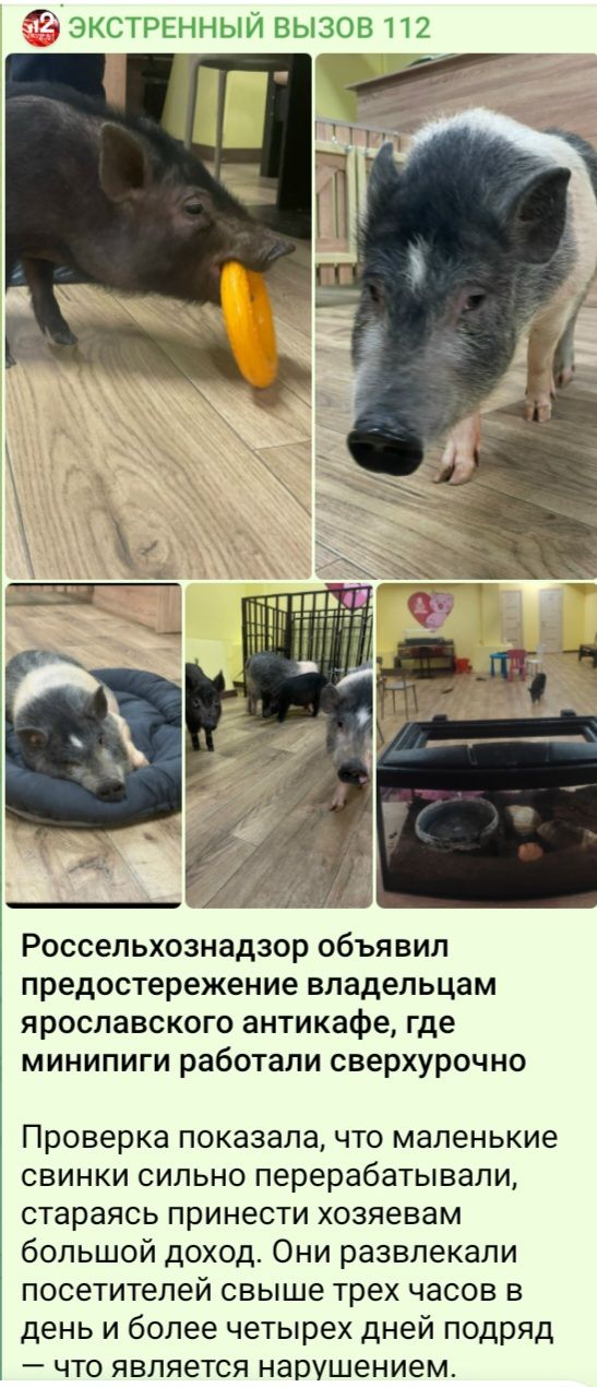 Россельхознадзор объявил предостережение владельцам ярославского антикафе, где минипиги работали сверхурочно. Проверка показала, что маленькие свинки сильно перерабатывали, стараясь принести хозяевам большой доход. Они развлекали посетителей свыше трех часов в день и более четырех дней подряд — что является нарушением.