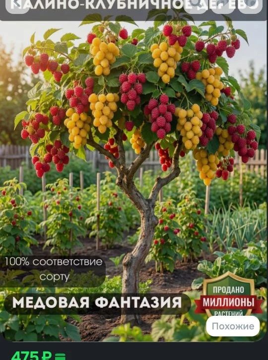 Каліно-клубничное дерево. Медовая фантазия. 100% соответствие сорту. Продано миллионы растений. 475 ₽