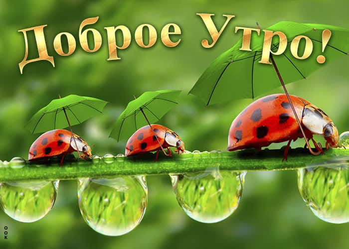 Доброе Утро!