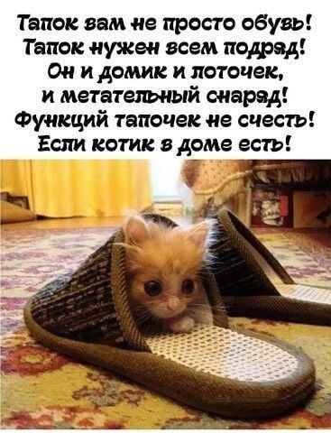 Тапок вам не просто обувь! Тапок нужен всем подряд! Он и домик и лоточек, и метательный снаряд! Функций тапочек не счесть! Если котик в доме есть!