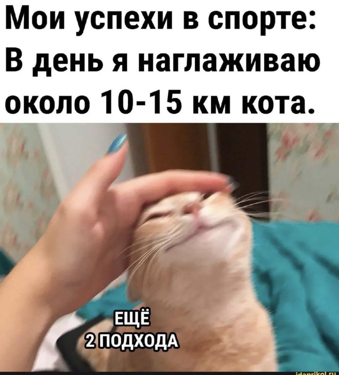 Мои успехи в спорте: В день я наглаживаю около 10-15 км кота.
ЕЩЁ 2 ПОДХОДА