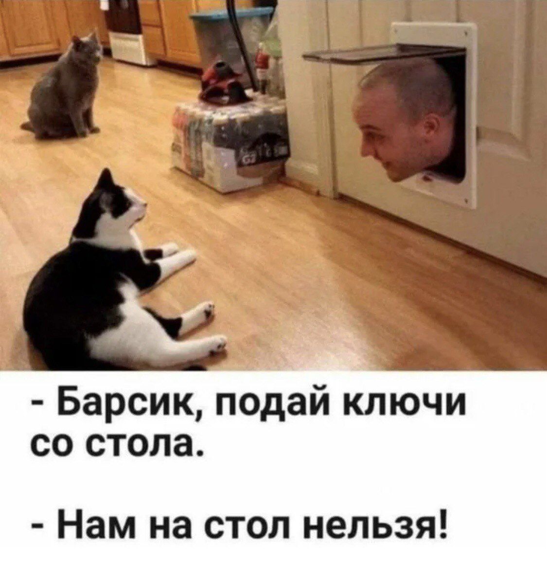 - Барсик, подай ключи со стола.
- Нам на стол нельзя!