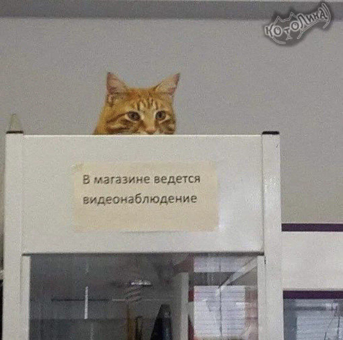В магазине ведется видеонаблюдение