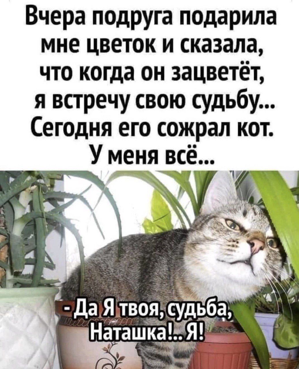 Вчера подруга подарила мне цветок и сказала, что когда он зацветёт, я встречу свою судьбу... Сегодня его сожрал кот. У меня всё...
- Да Я твоя, судьба, Наташка!.. Я!
