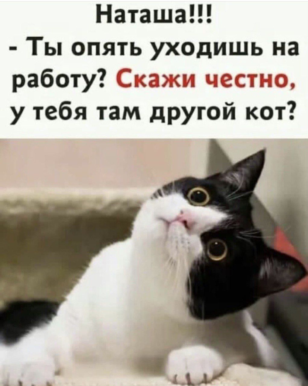 Наташа!!! - Ты опять уходишь на работу? Скажи честно, у тебя там другой кот?
