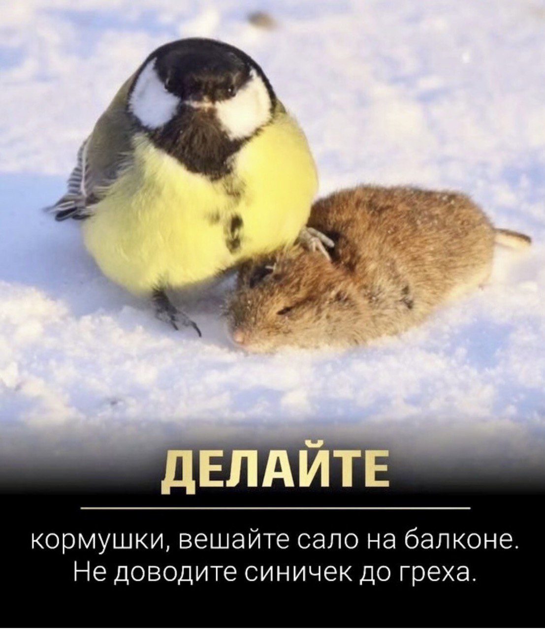 ДЕЛАЙТЕ
кормушки, вешайте сало на балконе. Не доводите синечек до греха.