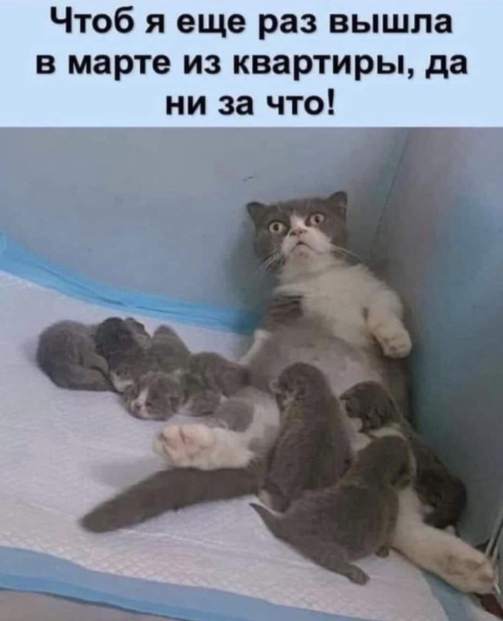 Чтобы я еще раз вышла в марте из квартиры, да ни за что!
