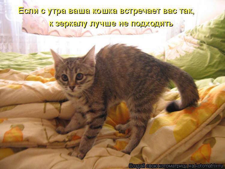 Если с утра ваша кошка встречает вас так, к зеркалу лучше не подходить