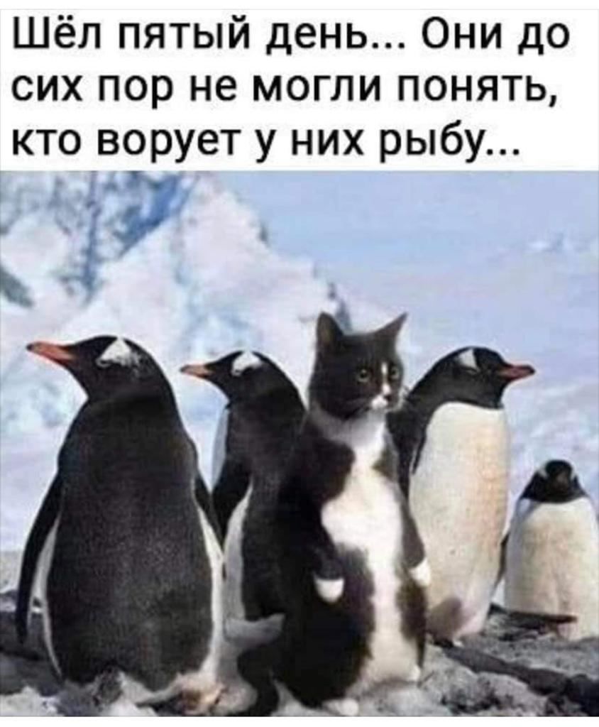 Шёл пятый день... Они до сих пор не могли понять, кто ворует у них рыбу...