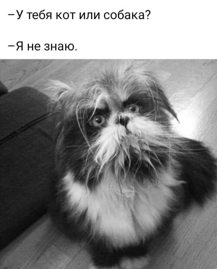 – У тебя кот или собака?
– Я не знаю.