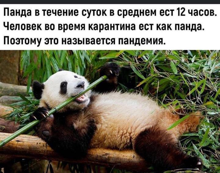 Панда в течение суток в среднем ест 12 часов. Человек во время карантина ест как панда. Поэтому это называется пандемия.
