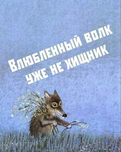 Влюблённый волк уже не хищник