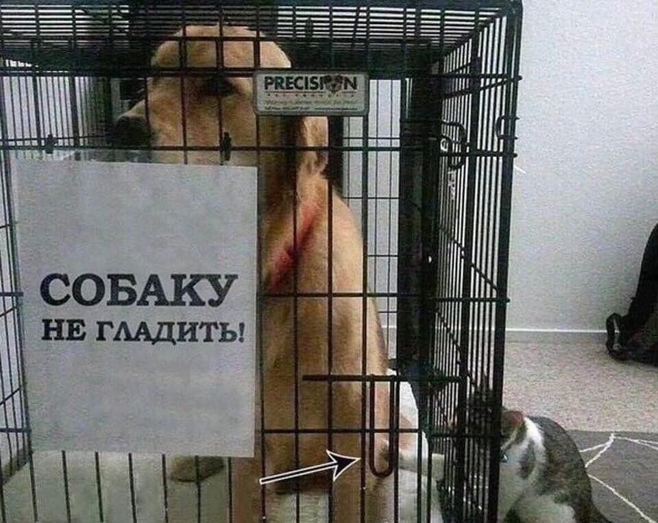 СОБАКУ НЕ ГЛАДИТЬ!