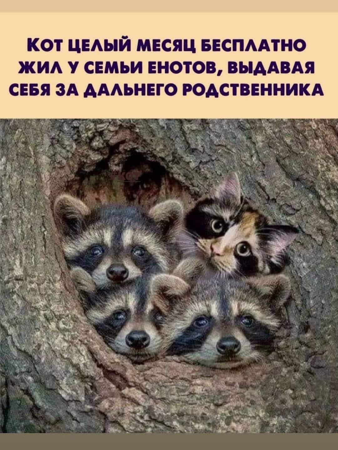 КОТ ЦЕЛЫЙ МЕСЯЦ БЕСПЛАТНО ЖИЛ У СЕМЬИ ЕНОТОВ, ВЫДАВАЯ СЕБЯ ЗА ДАЛЬНЕГО РОДСТВЕННИКА