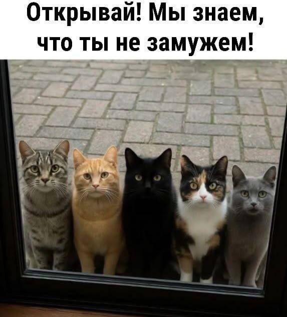 Открывай! Мы знаем, что ты не замужем!