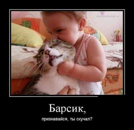 Барсик, признайся, ты скучал?