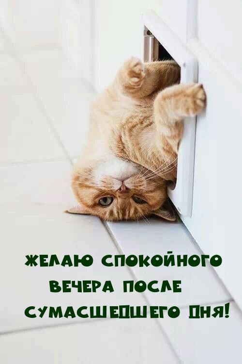 ЖЕЛАЮ СПОКОЙНОГО ВЕЧЕРА ПОСЛЕ СУМАШЕДШЕГО ДНЯ!