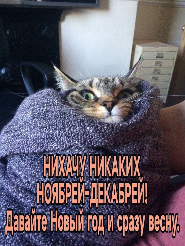 НИХАУ НИКАКИХ НОЯБРЬ-ДЕКАБРЕЙ! Давайте Новый год и сразу весну.