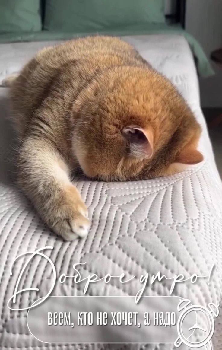 Доброе утро! Всем, кто не хочет, я надо