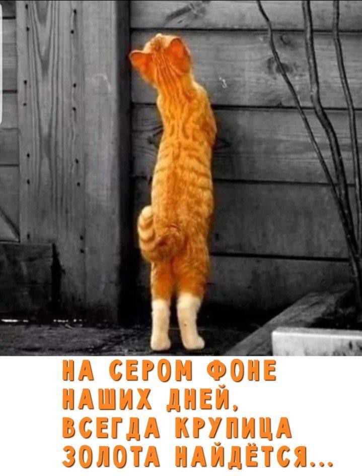 НА СЕРОМ ФОНЕ НАШИХ ДНЕЙ, ВСЕГДА КРУПИЦА ЗОЛОТА НАЙДЁТСЯ...