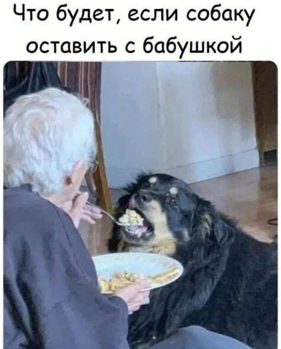 Что будет, если собаку оставить с бабушкой