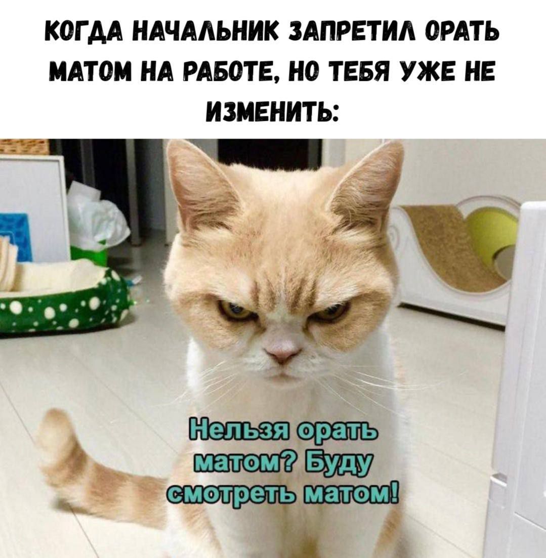 КОГДА НАЧАЛЬНИК ЗАПРЕТИЛ ОРАТЬ МАТОМ НА РАБОТЕ, НО ТЕБЯ УЖЕ НЕ ИЗМЕНИТЬ:\nНельзя орать матом? Буду смотреть матом!