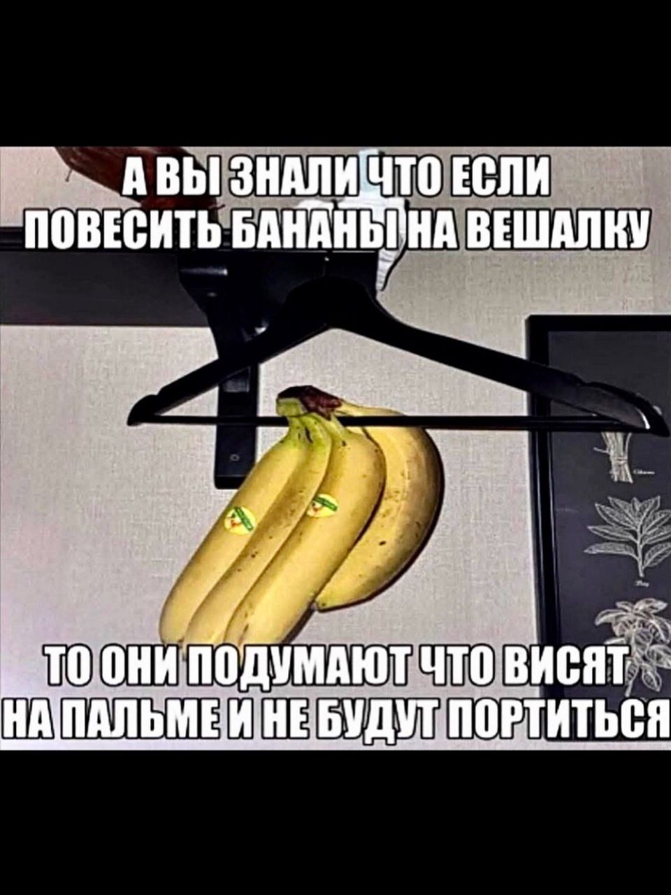 А Вы знали что если повесить бананы на вешалку
то они подумают что висят на пальме и не будут портиться