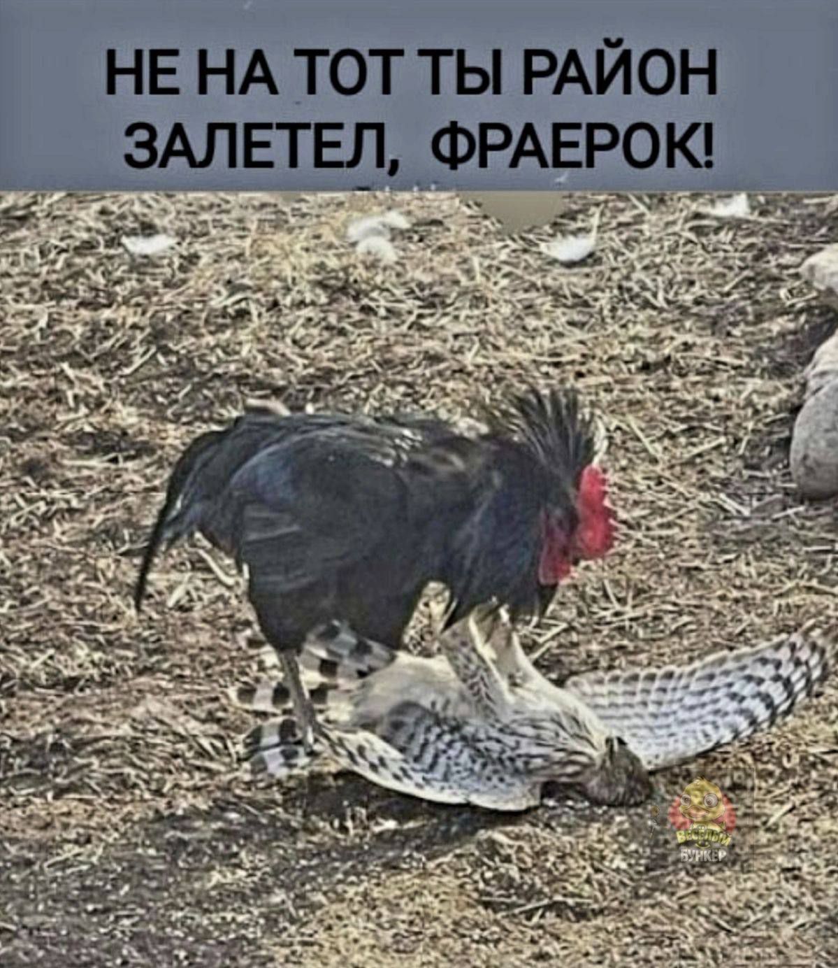 НЕ НА ТОТ ТЫ РАЙОН ЗАЛЕТЕЛ, ФРАЕРОК!