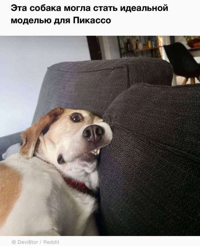 Эта собака могла стать идеальной моделью для Пикассо