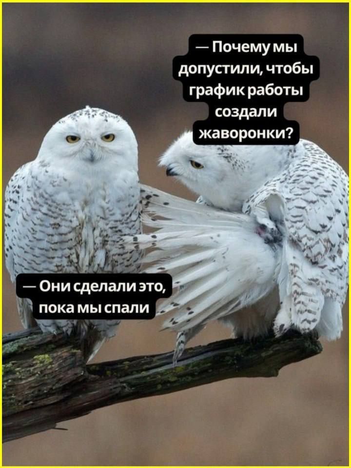 — Почему мы допустили, чтобы график работы создали жаворонки? — Они сделали это, пока мы спали