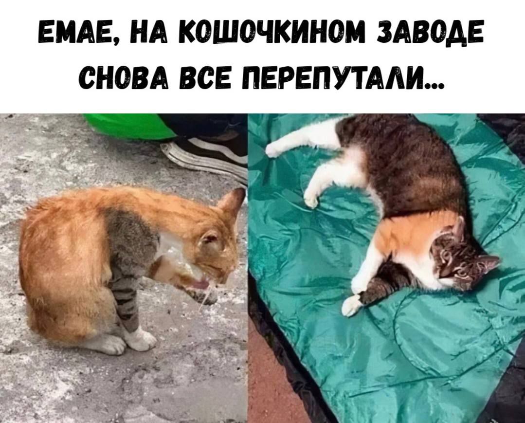 ЕМАЕ, НА КОШОЧКИНОМ ЗАВОДЕ СНОВА ВСЕ ПЕРЕПУТАЛИ...