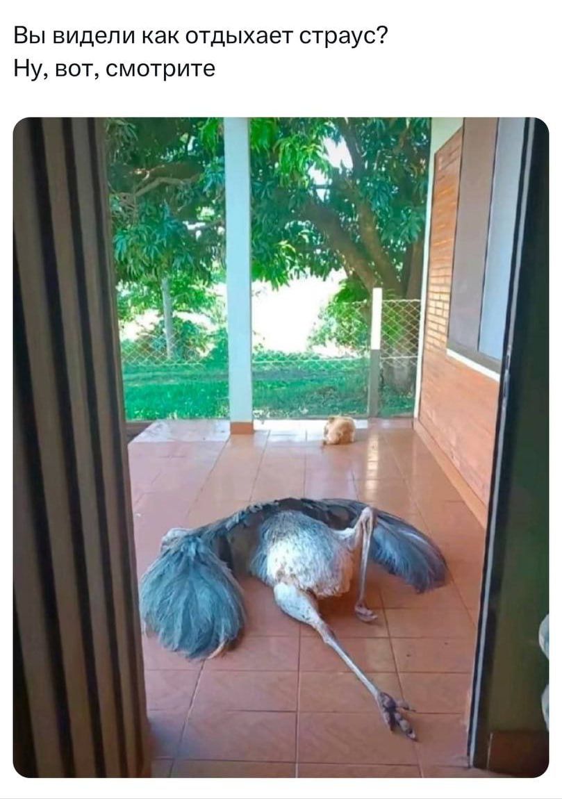 Вы видели как отдыхают страус? Ну, вот, смотрите