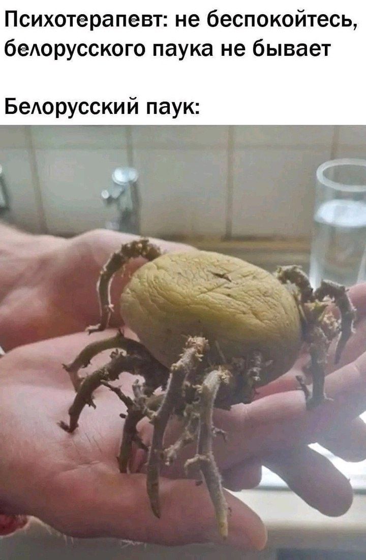 Психотерапевт: не беспокойтесь, белорусского паука не бывает
Белорусский паук: