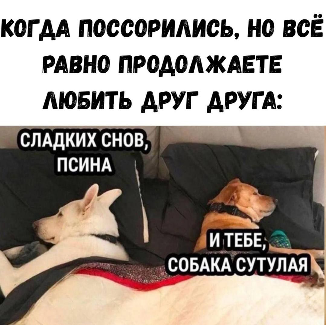 Когда поссорились, но всё равно продолжаете любить друг друга: сладких снов, псина и тебе, собака сутулая