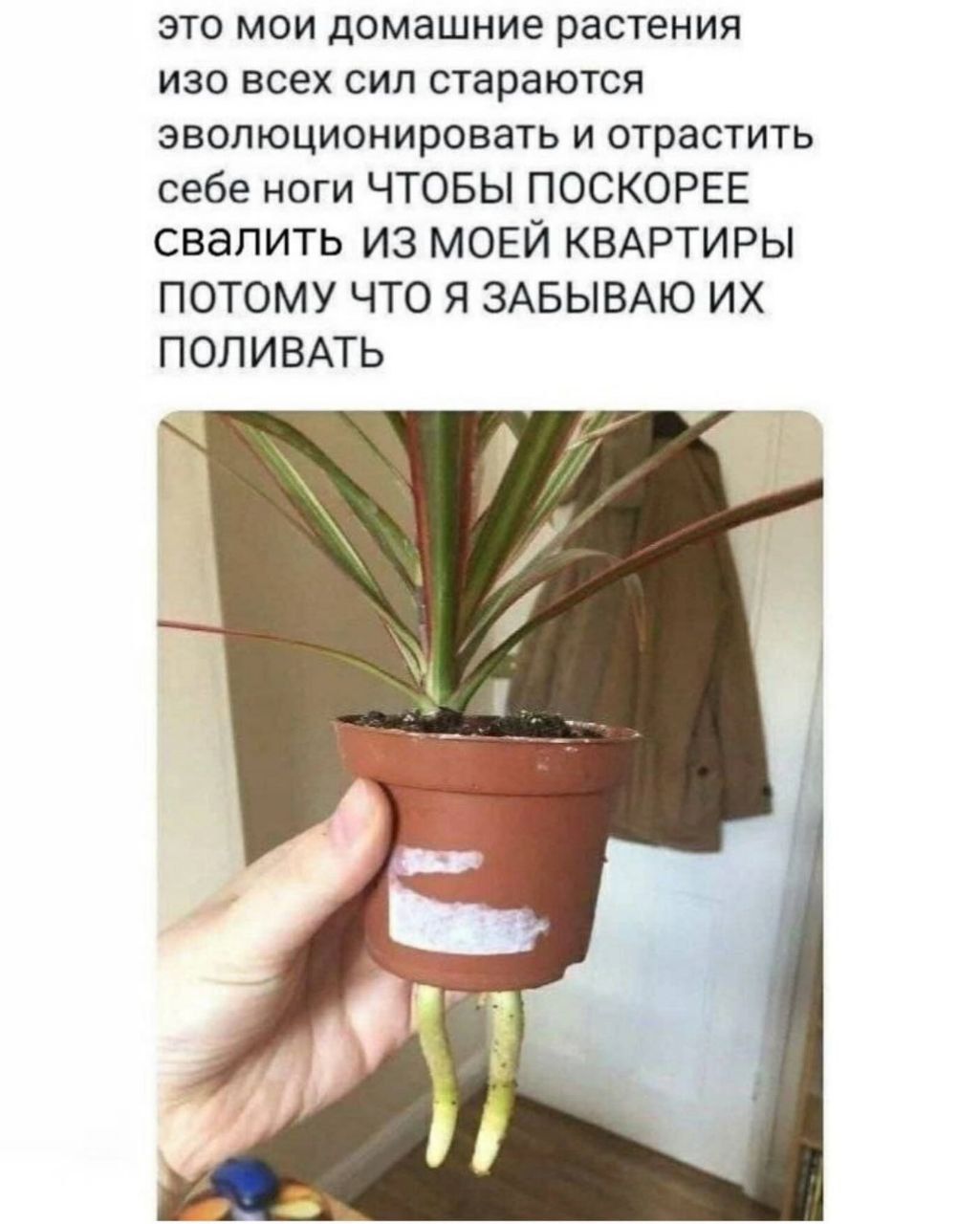 это мои домашние растения изо всех сил стараются эволюционировать и отрастить себе ноги чтобы поскорее свалить из моей квартиры потому что я забываю их поливать