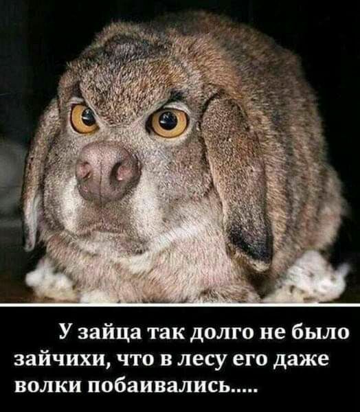 У зайца так долго не было зайчихи что в лесу его даже волки побаивались