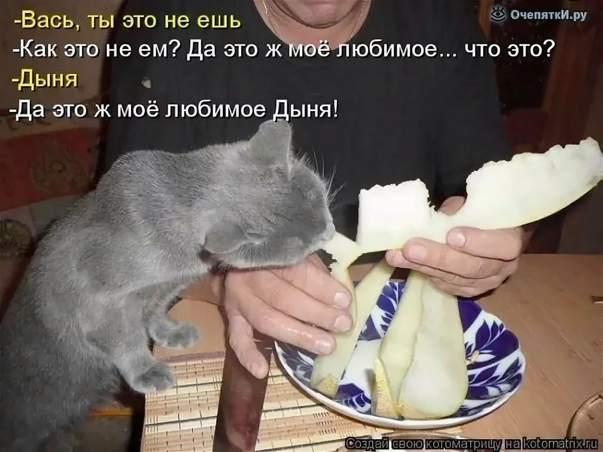 Вась ты эти не ешь _Как это не ем Да его ж юбимпе что это дыня да это моё любимое ыня