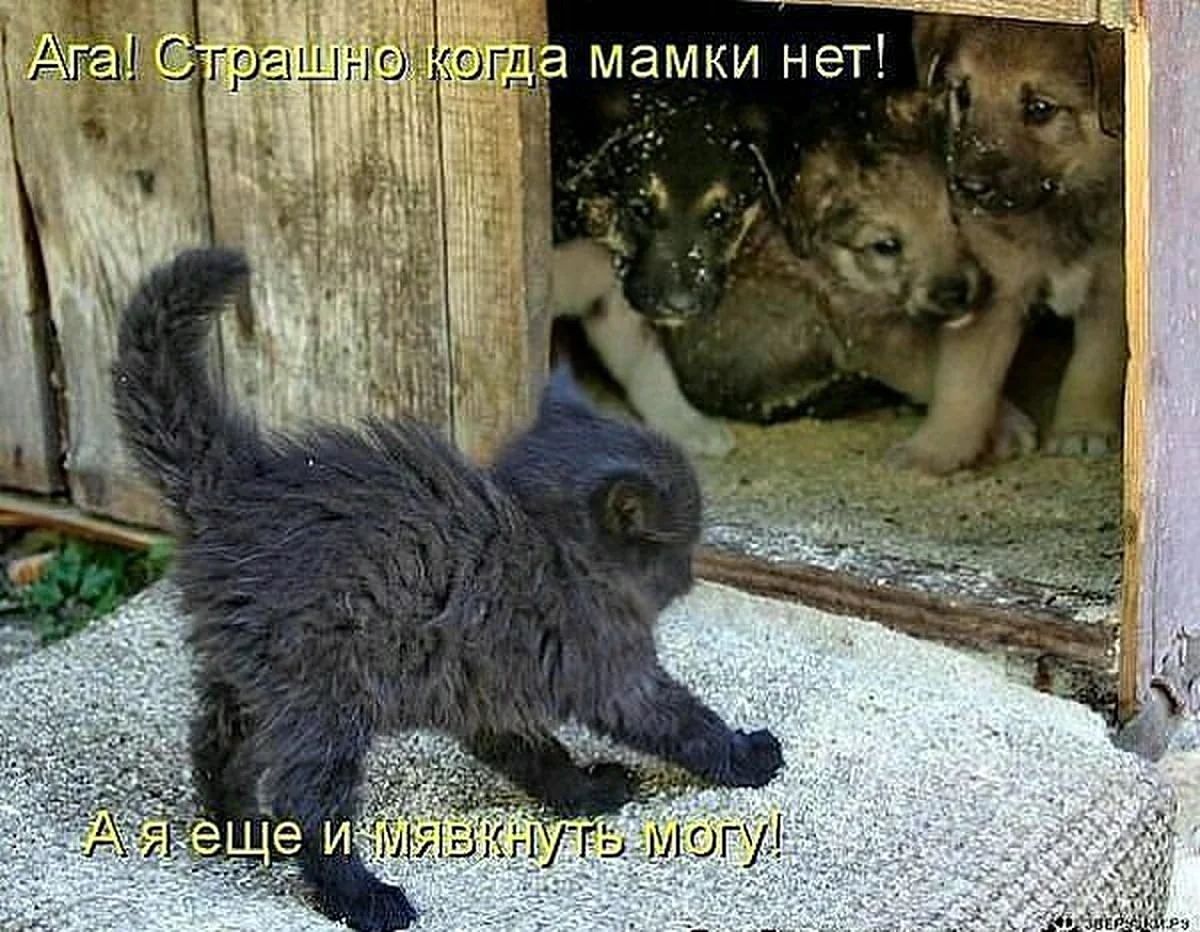 тэгу