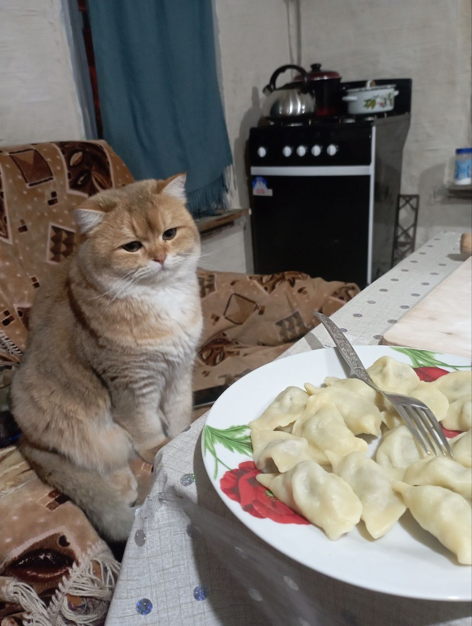 Уютный кот сидит возле тарелки с dumplings/пельменями на кухне.