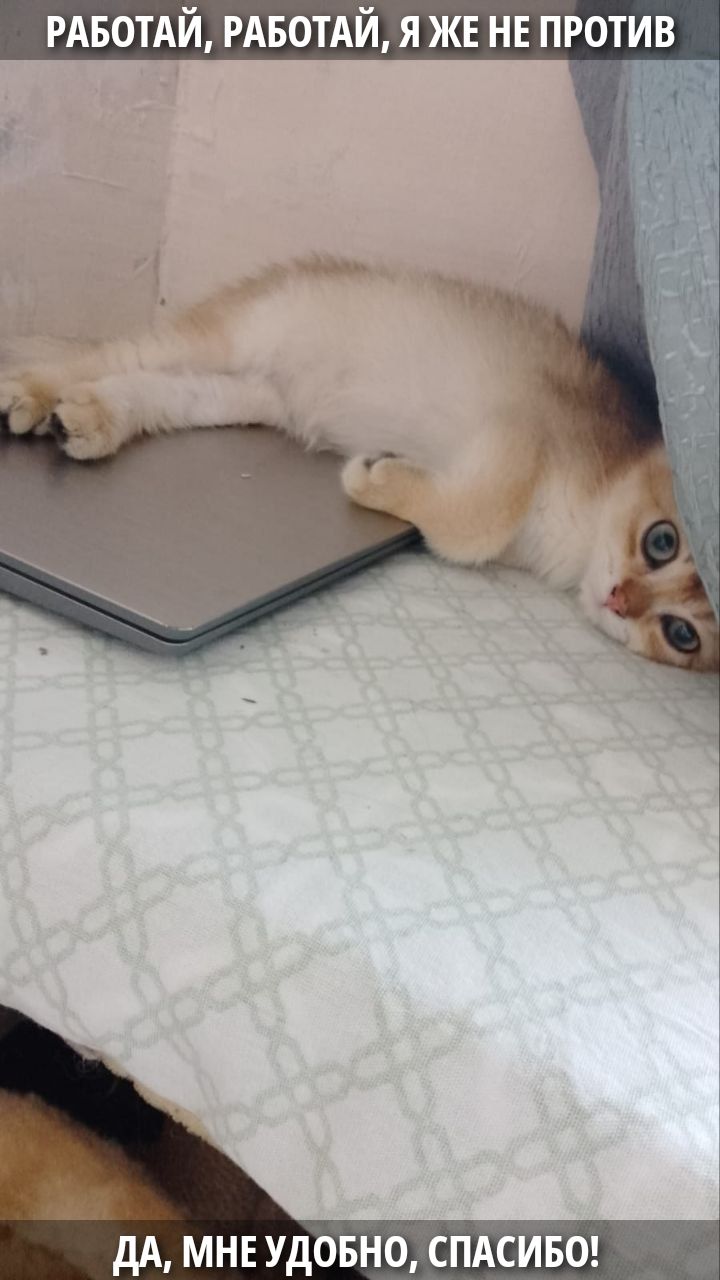 РАБОТАЙ, РАБОТАЙ, Я ЖЕ НЕ ПРОТИВ\nДА, МНЕ УДОБНО, СПАСИБО!